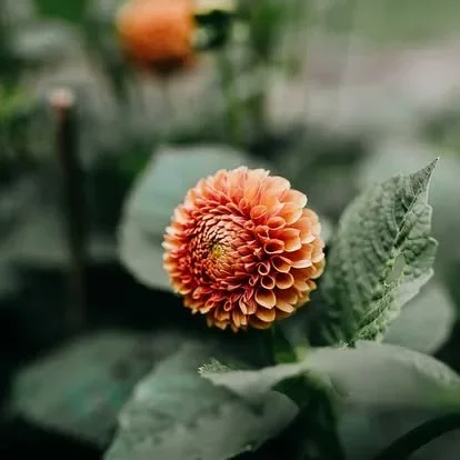 Acadia National Park elopement photographed by a Maine elopement photographer with expertise in coastal weddings, national park permits, and intimate ceremonies
Downeast Maine elopement photography capturing a couple getting married along the rocky c
