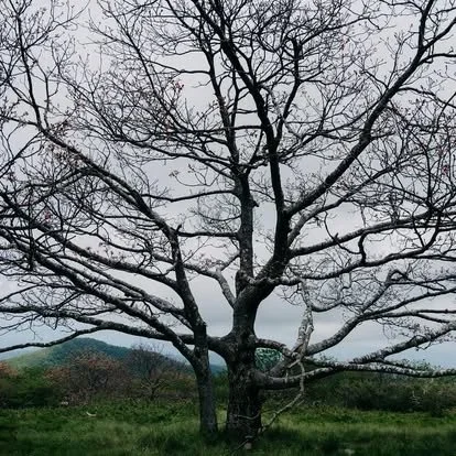 Acadia National Park elopement photographed by a Maine elopement photographer with expertise in coastal weddings, national park permits, and intimate ceremonies
Downeast Maine elopement photography capturing a couple getting married along the rocky c