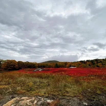 Acadia National Park elopement photographed by a Maine elopement photographer with expertise in coastal weddings, national park permits, and intimate ceremonies
Downeast Maine elopement photography capturing a couple getting married along the rocky c