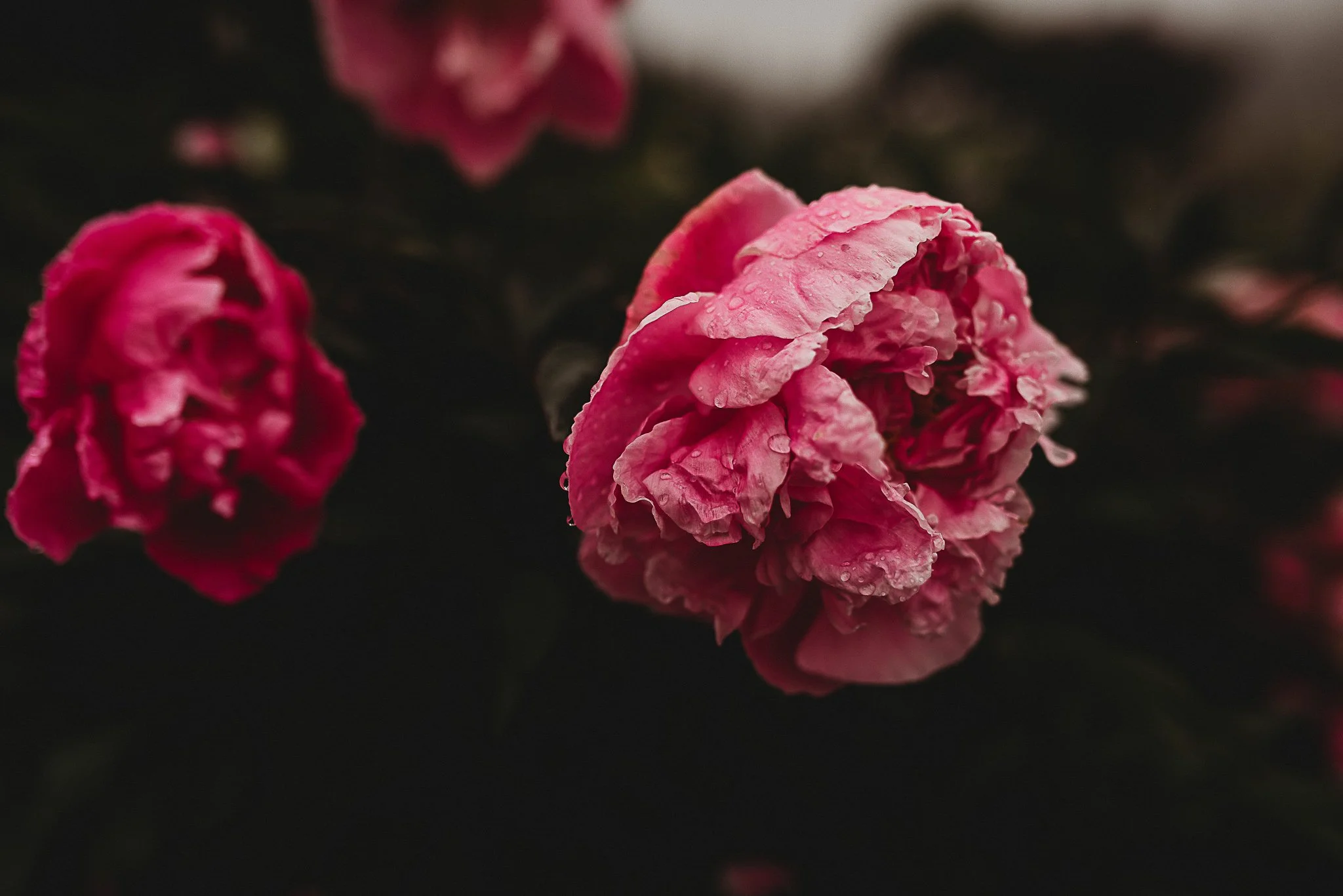 Acadia National Park elopement photographed by a Maine elopement photographer with expertise in coastal weddings, national park permits, and intimate ceremonies
Downeast Maine elopement photography capturing a couple getting married along the rocky c