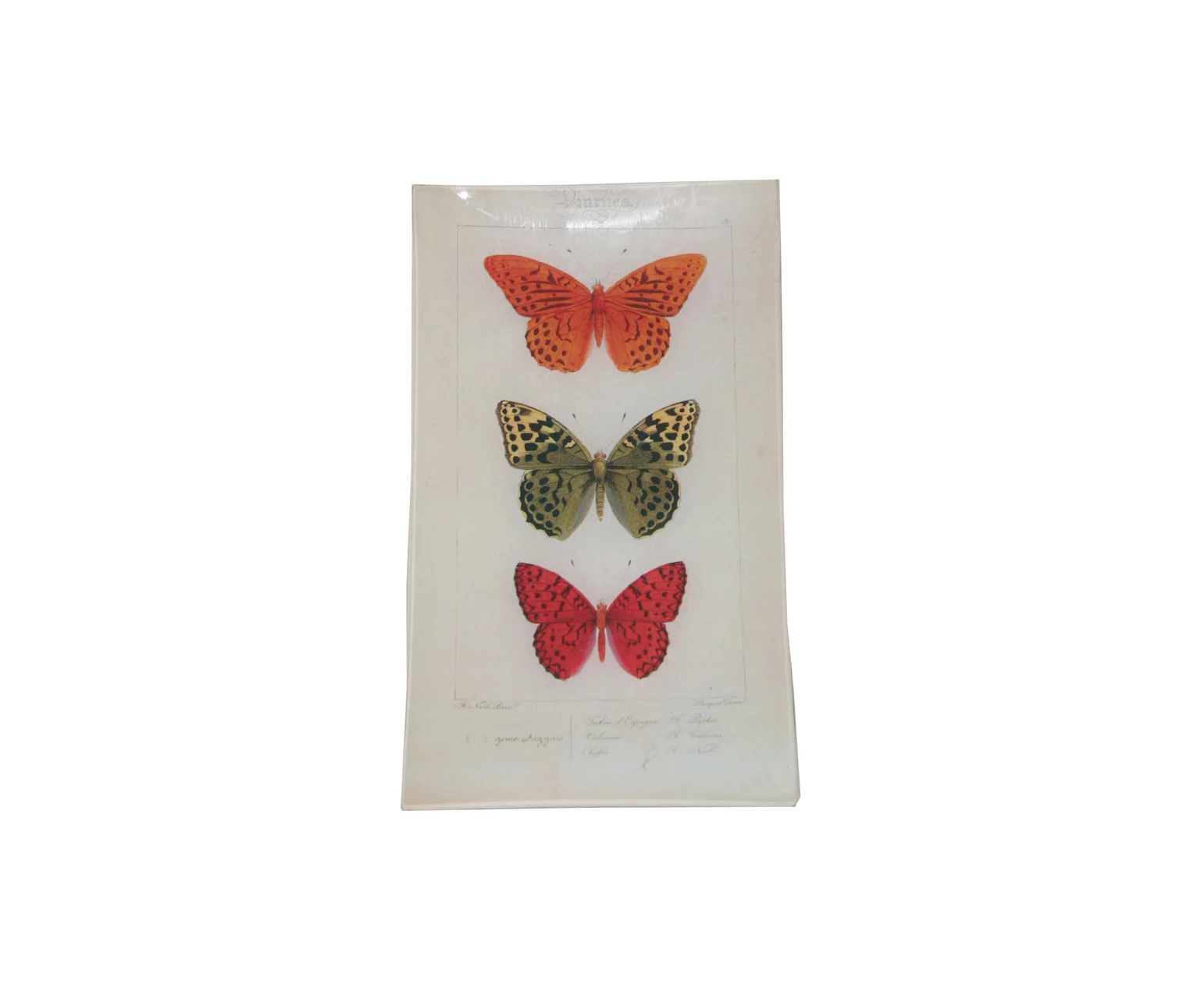 buuterfly+trio.jpg