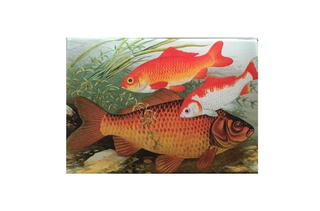 Goldfish.jpg
