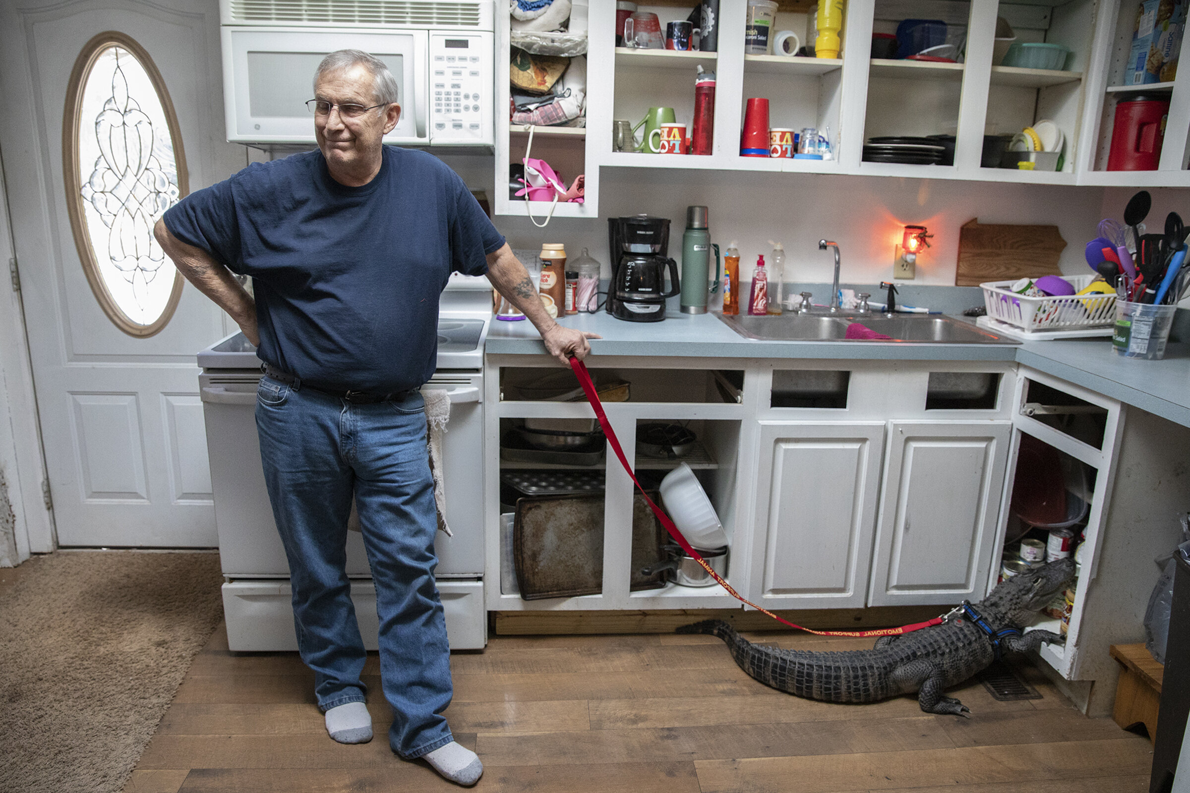  Joie Henney's emotional support alligator, Wally, rummages through the pantry inside his home in York Haven, Pa. on Tuesday, Jan. 22, 2019. Wally is currently the only registered emotional support alligator in the country. 