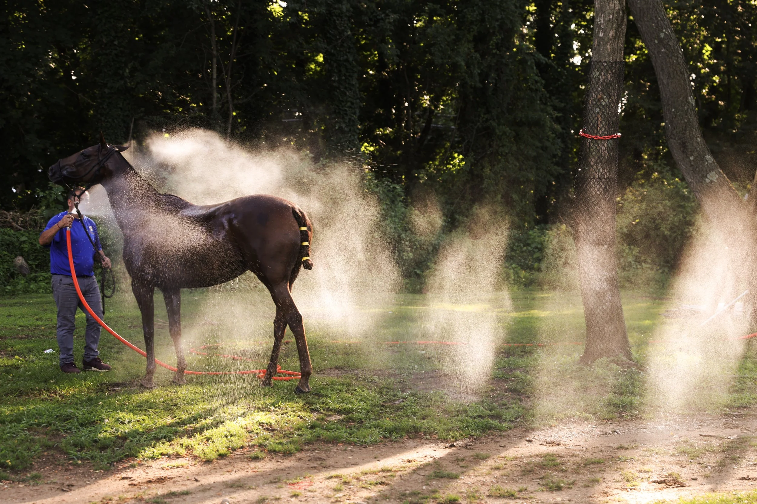  Horses are cooled down during polo practice at Meadow Brook Polo Club in Old Westbury, N.Y. 