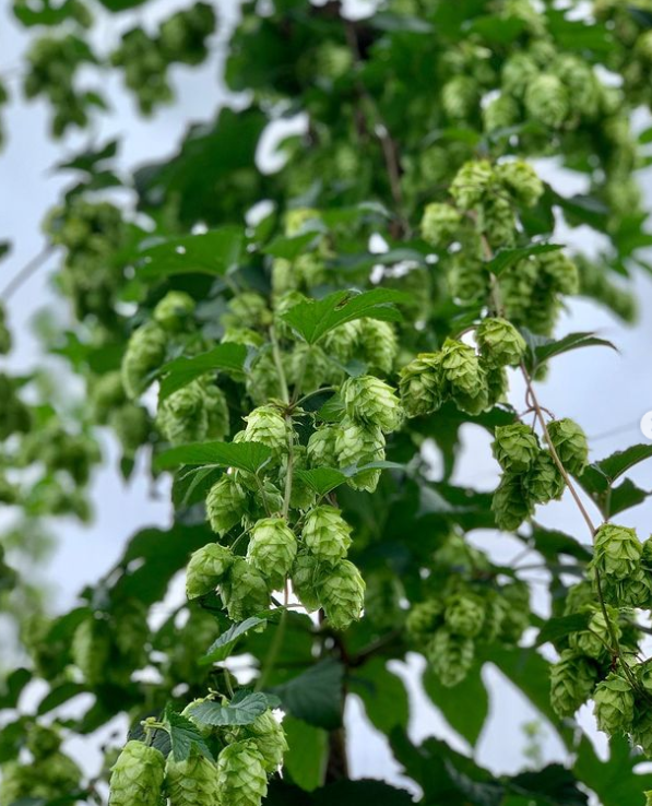 Ryefield Hops, Bemboka NSW