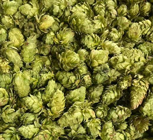 dried hops.png