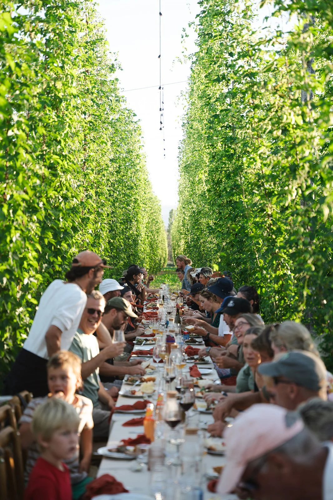 Dine in the Bines