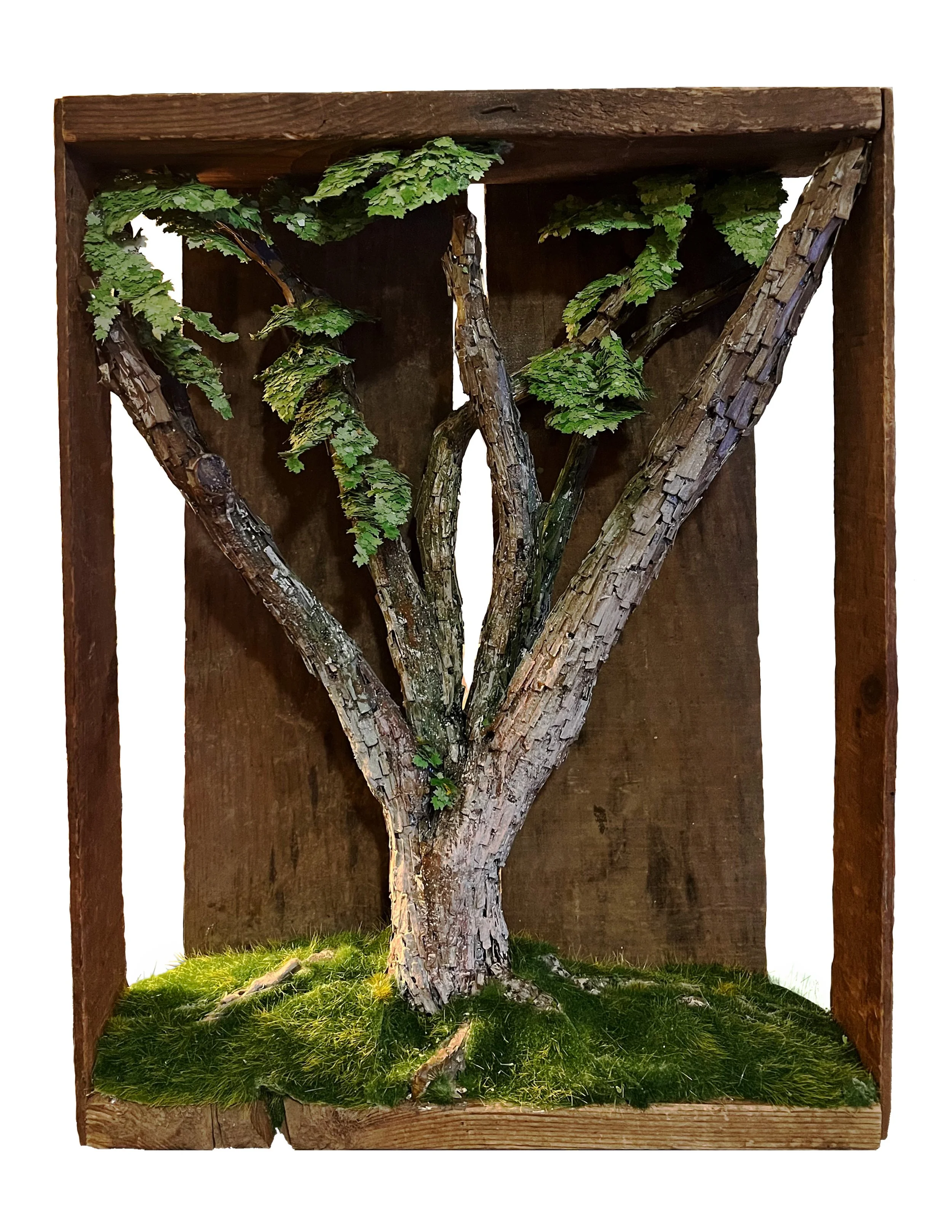 Lambert Tree copy.JPG