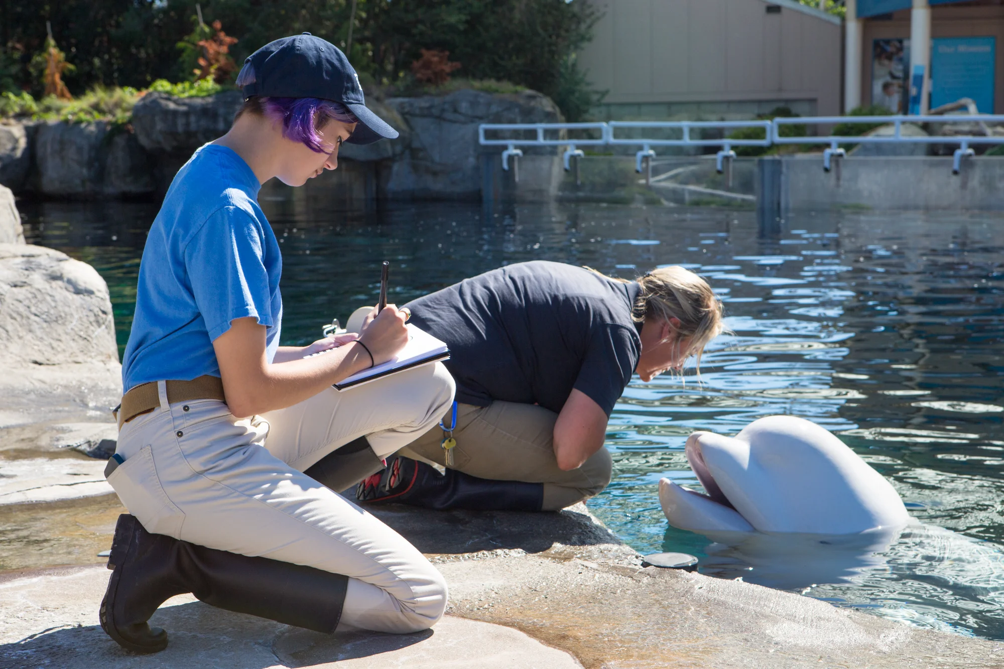 Whiteley sketching Juno, a beluga whale, and his trainer at Mystic Aquarium. Photo by Jo Sittenfeld/RISD