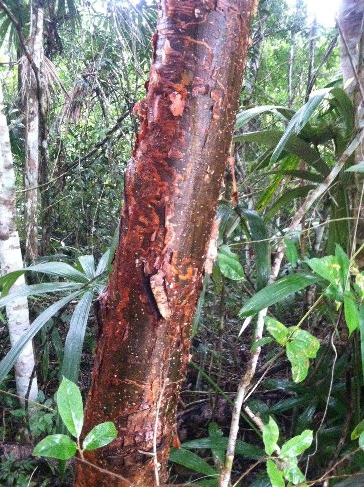 Gumbo Limbo for skin issues including burs and psoriasis
