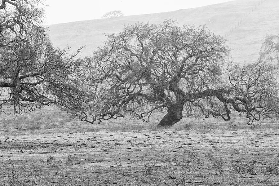 Middle-Oak-in-Pasture-B&W.jpg