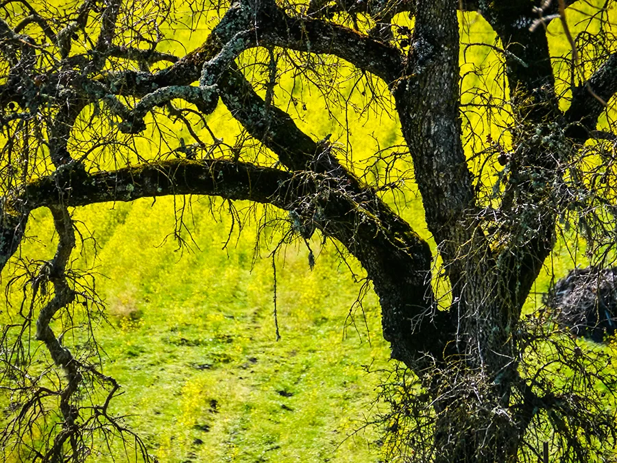Oak-Branches-&-Mustard-v.2.jpg