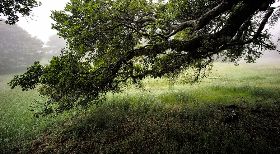 Low-Branch-over-Meadow.jpg
