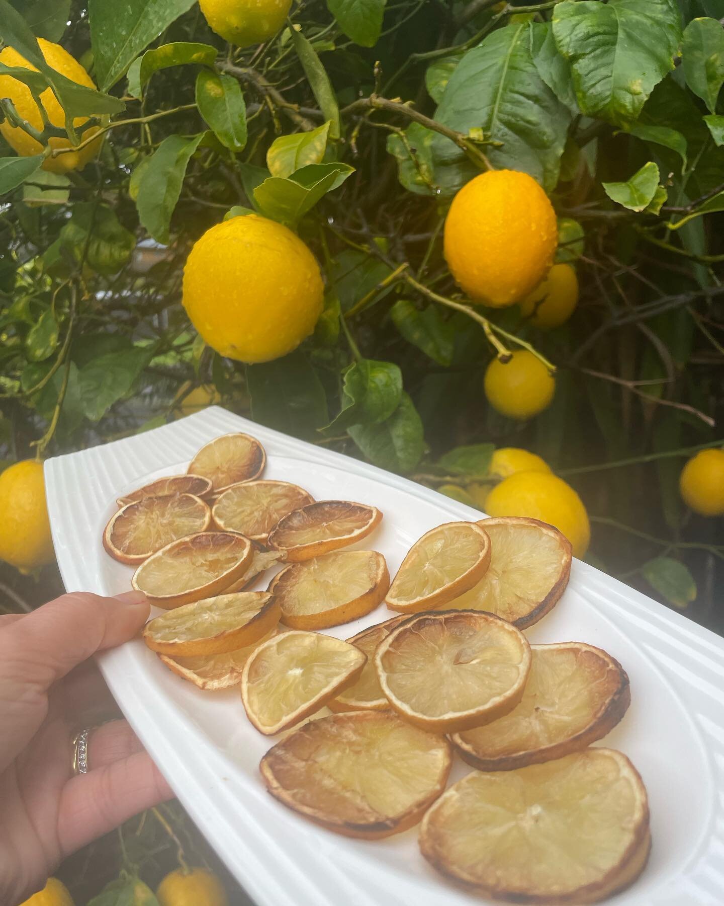 Making the most of the abundance of lemons on offer - simply slice &amp; bake on a 110 degrees for 3-4 hours. The dehydrated lemons are intense in flavour &amp; are perfect in a beverage or add to a salad or stew&hellip;. Can be frozen or stored in a