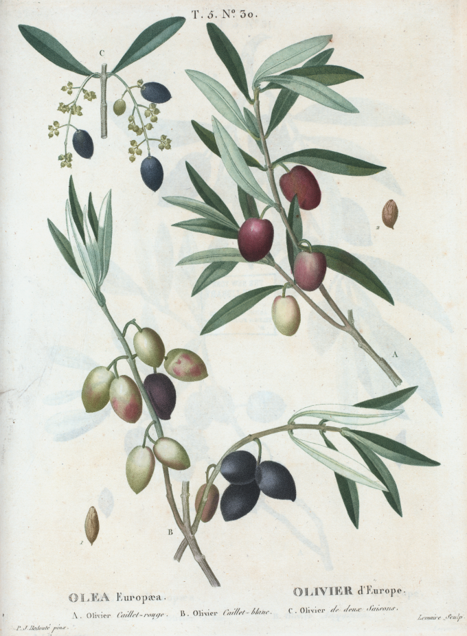 Materia meridionale: Oil