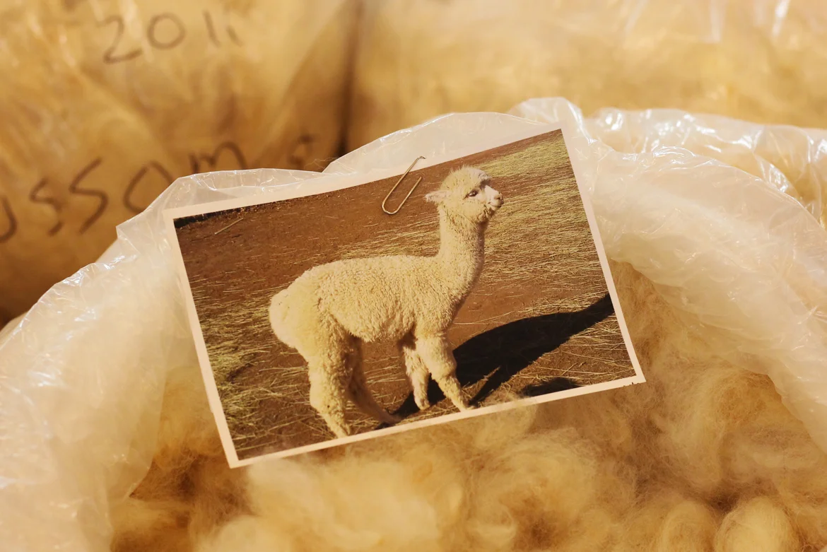 alpaca fleece.jpg
