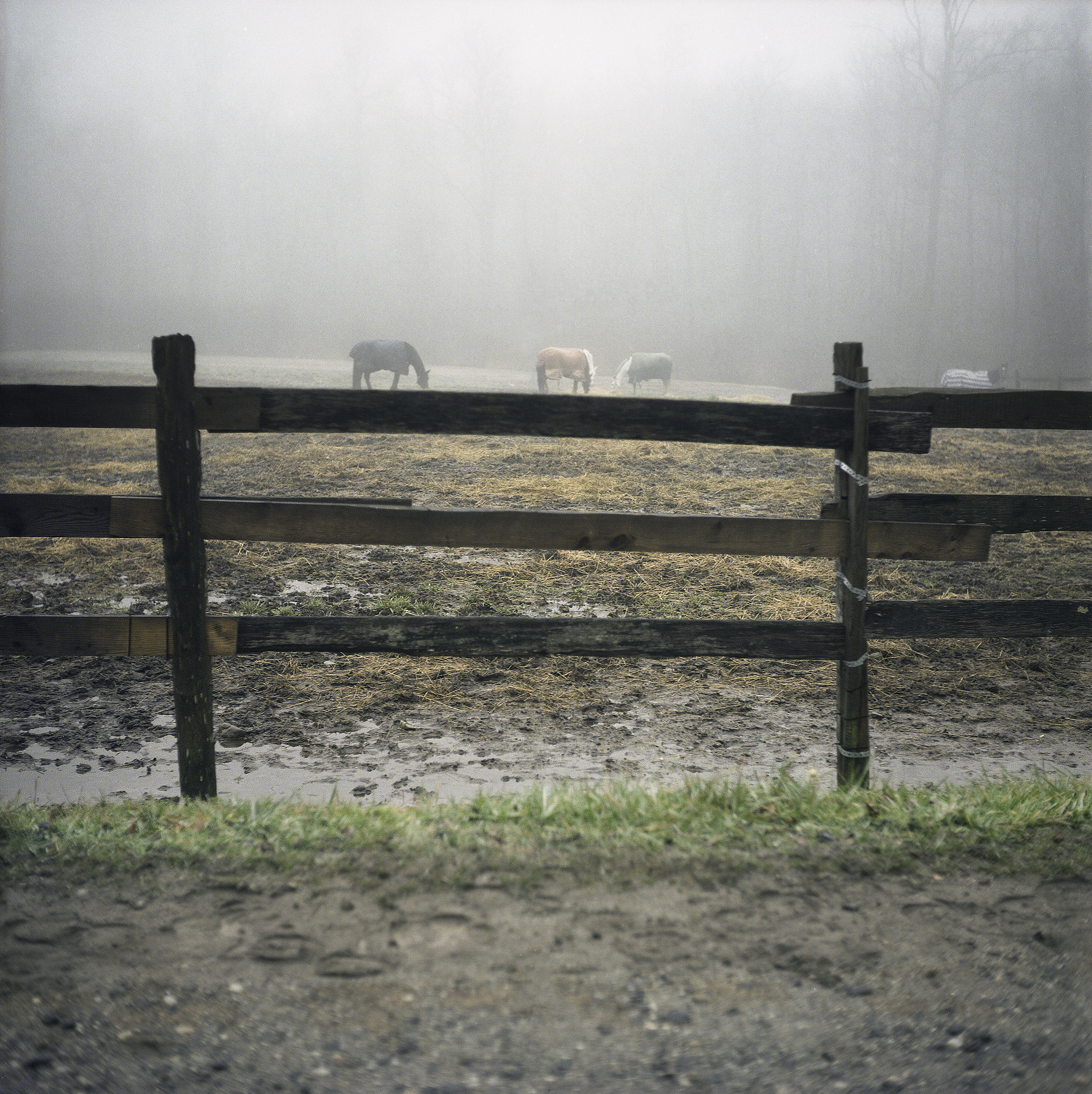 Johnson_fog1.jpg