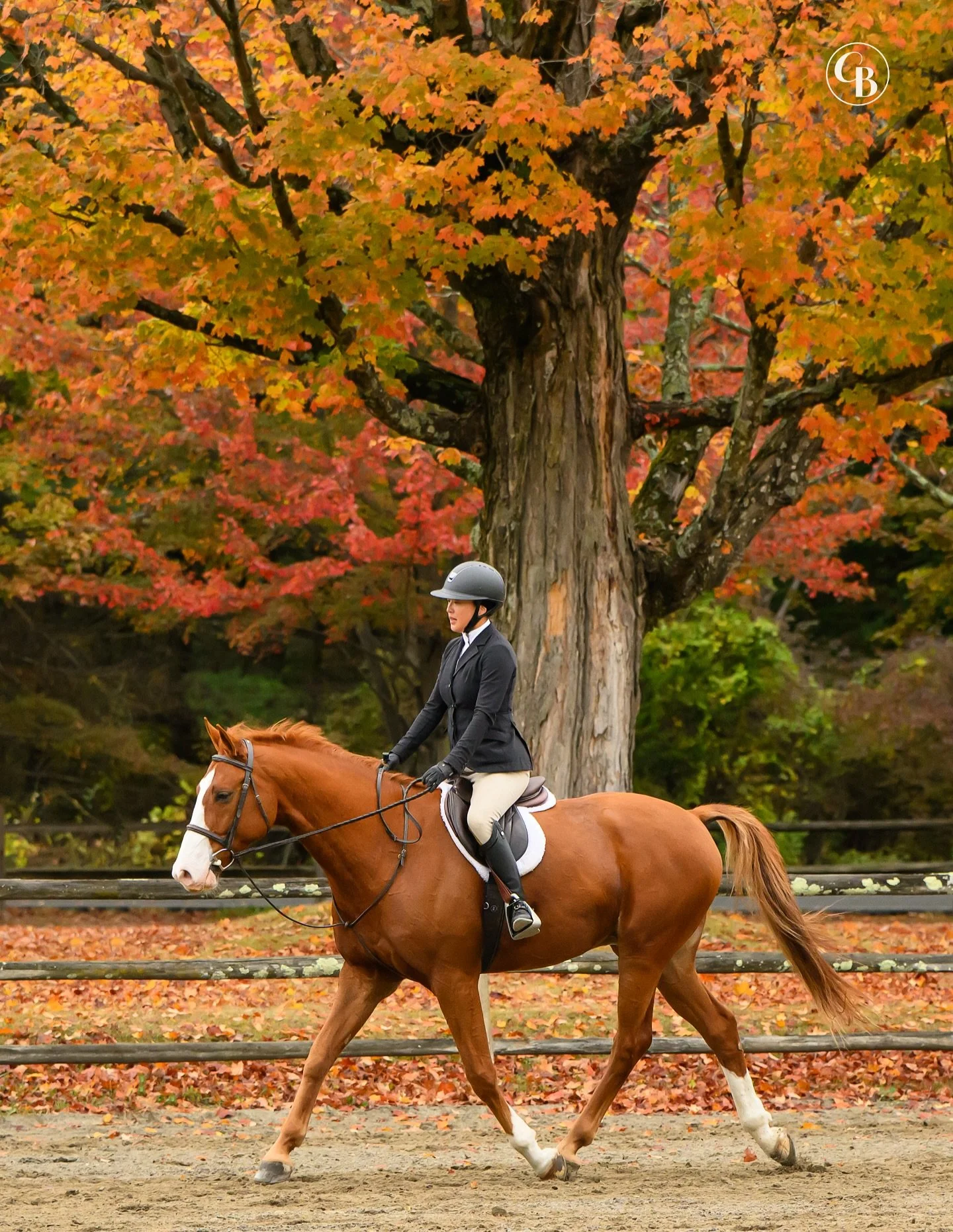 Photos from the @smokeriseridingclub Series Finale Horse Show are now available. 🍁 

Direct link to the gallery in my bio.