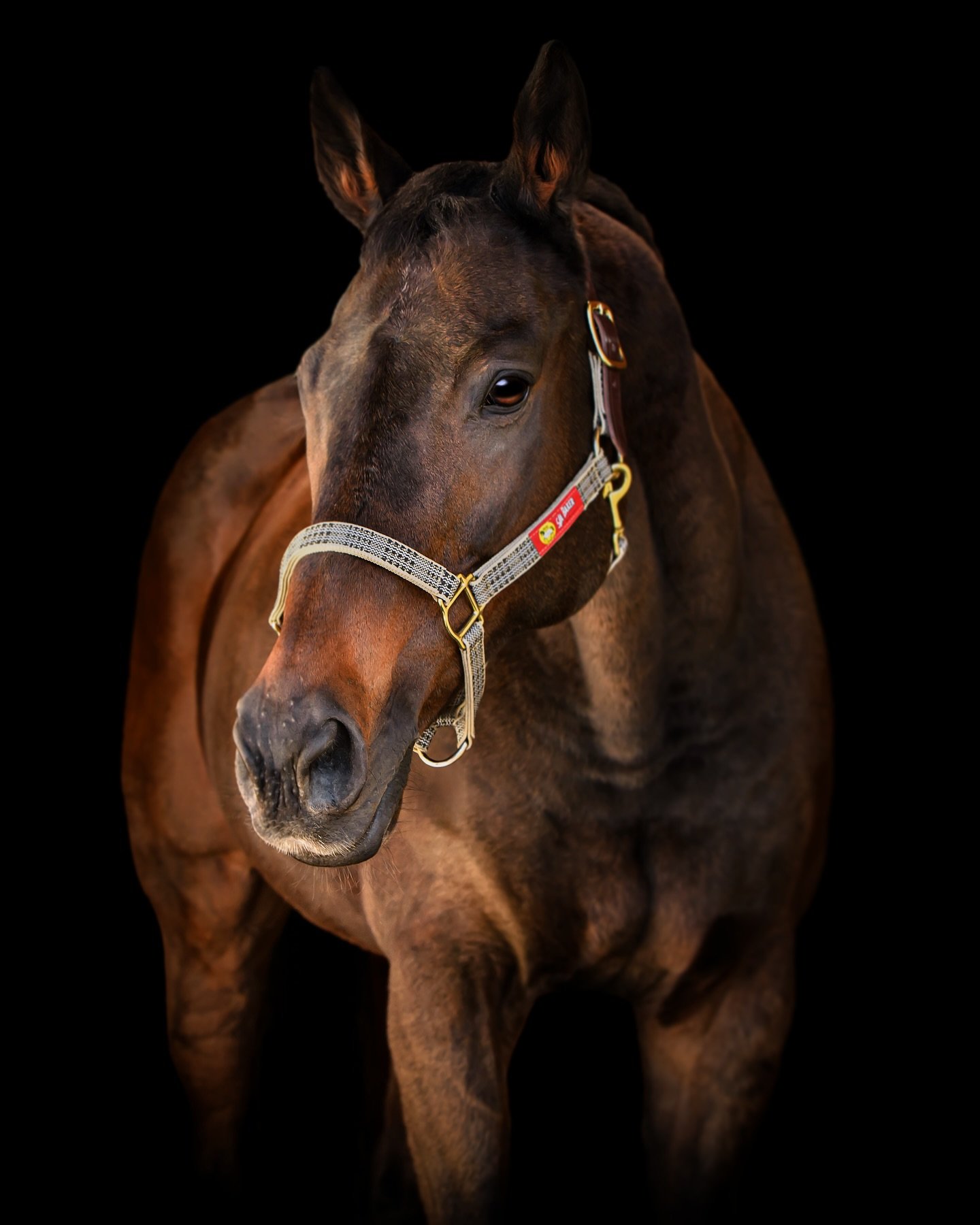 Third Times A Charm &ldquo;Milo&rdquo; ✨