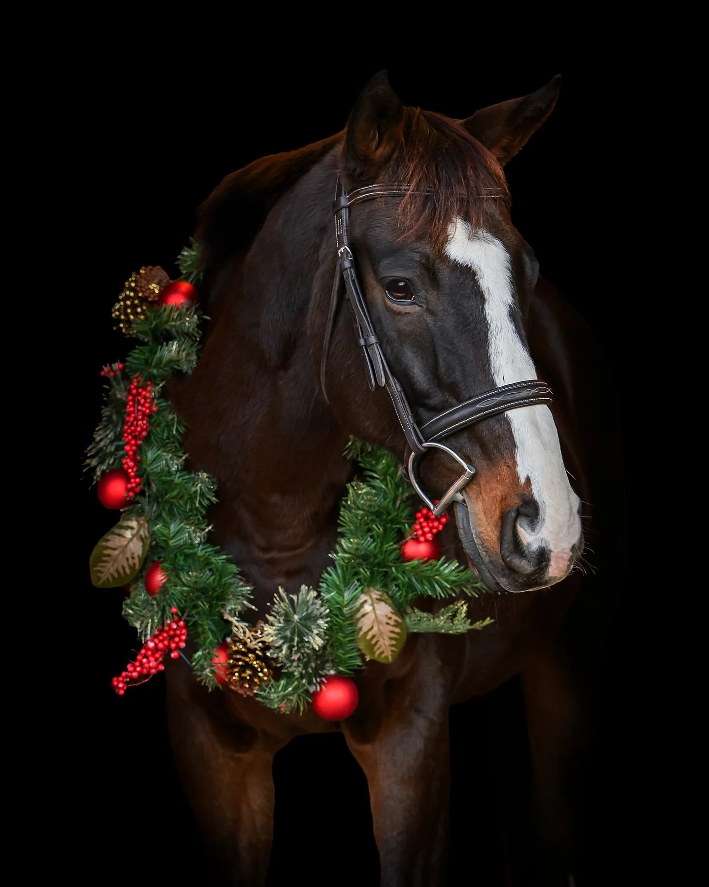 One of my favorite Holiday Sessions this season with Comin&rsquo; Round aka Stryker 🎄 

Currently featured in the December issue of @equinebusinessmagazine
