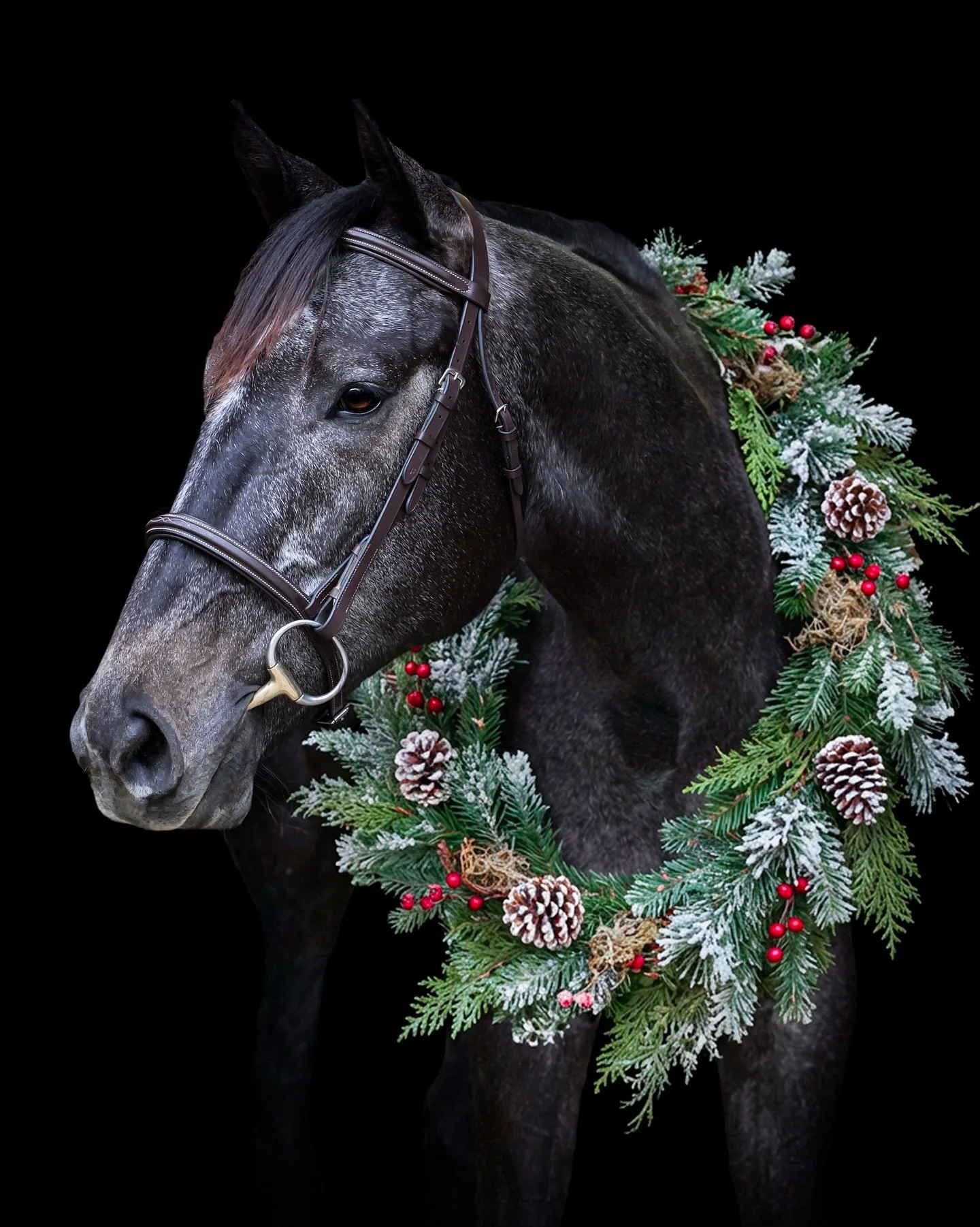 Wishing everyone a very Merry Christmas and a wonderful holiday season!🎄 

Featuring my handsome boy, Mr. Crown Defender aka Sterling ❤️