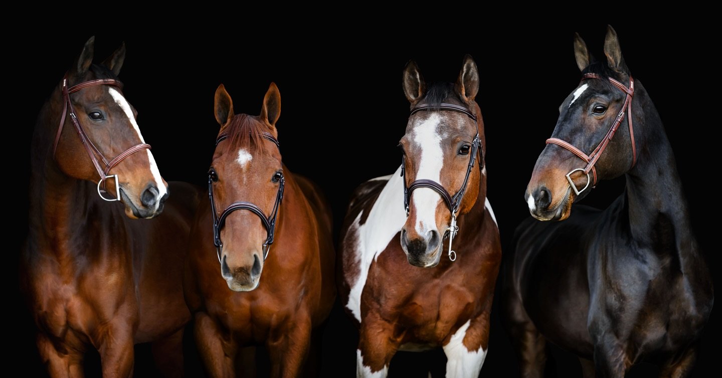 Group portrait of Pamela&rsquo;s horses ✨ 

Royal Asset &ldquo;Baxter&rdquo; 
Dublin 
Paparazzi &ldquo;Z&rdquo;
St. Lad&rsquo;s Redneck &ldquo;Red&rdquo;