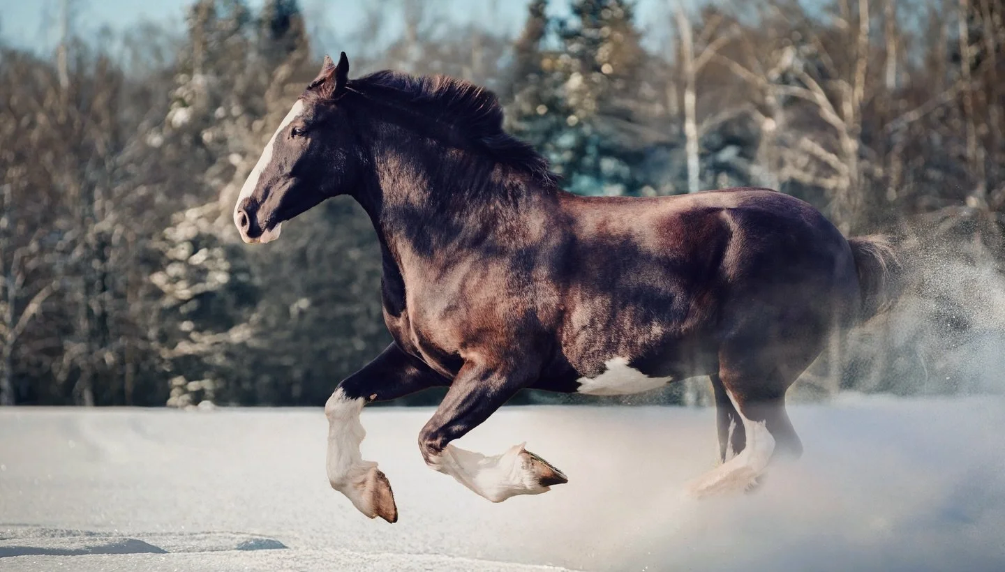 Let The Year of the Horse begin ✨

#equinephoto #equinephotographer #horseofinstagram #yearofthehorse #equestrian