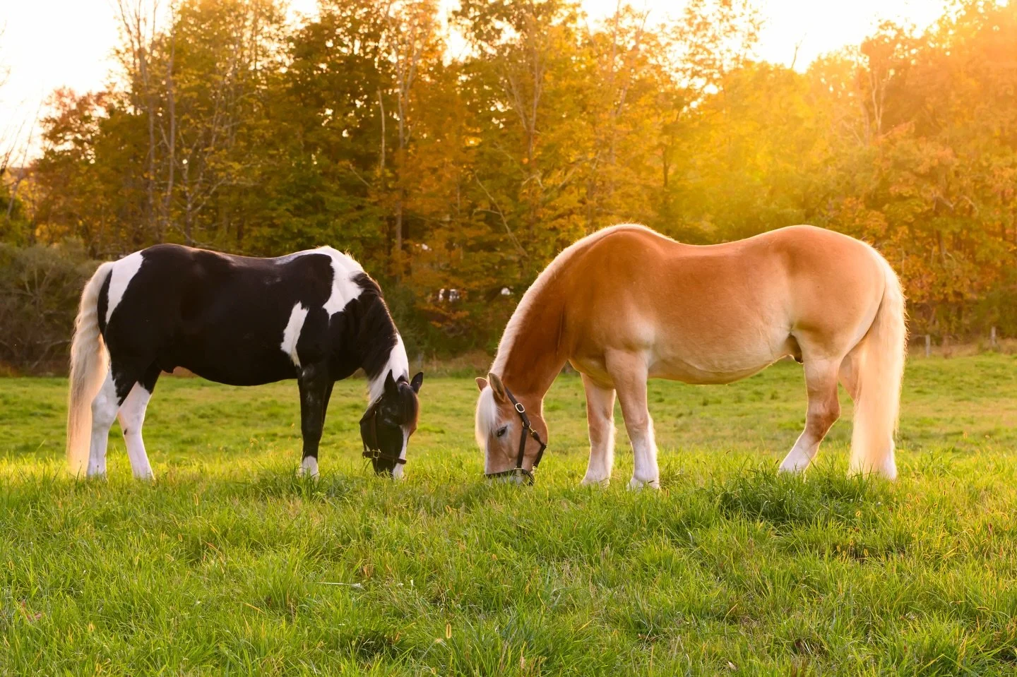 Bentley &amp; Dakota ✨