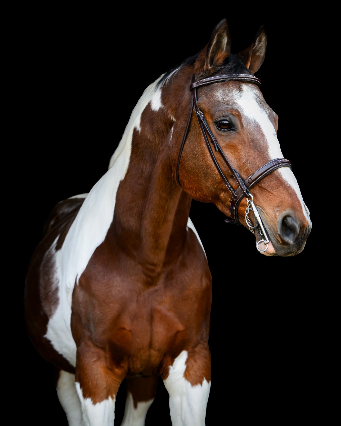 Paparazzi &ldquo;Z&rdquo; ✨📸 

#equinephotography #horsephotography #blackbackground #painthorse #equinephotographer