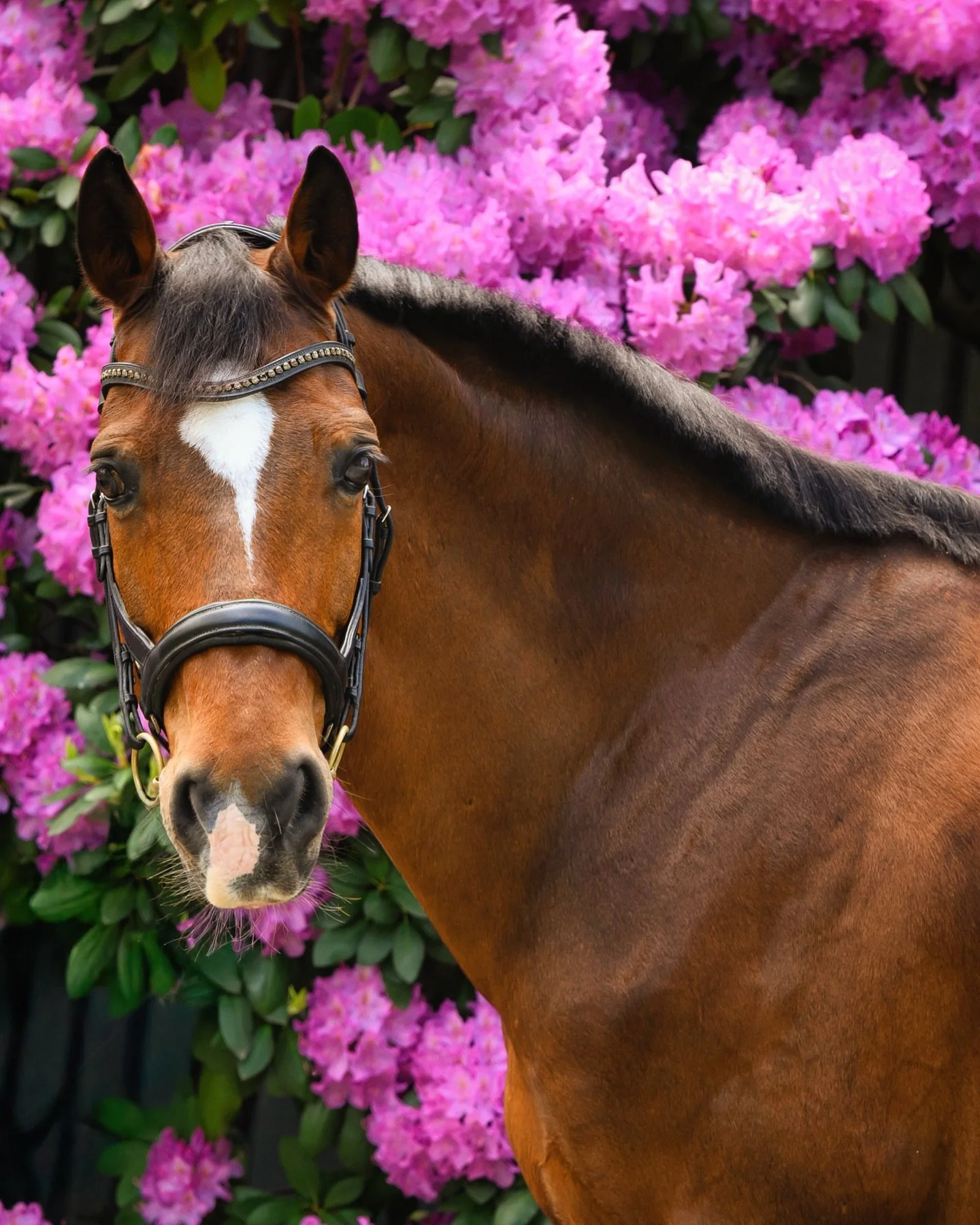 Anyone else impatiently waiting for Spring? 🥶🌸

Looking forward to a photo shoot this weekend! I miss capturing photos of everyone in the beautiful warm weather. ☀️ 

Hopefully the weather changes for us soon. 🤞🏻
