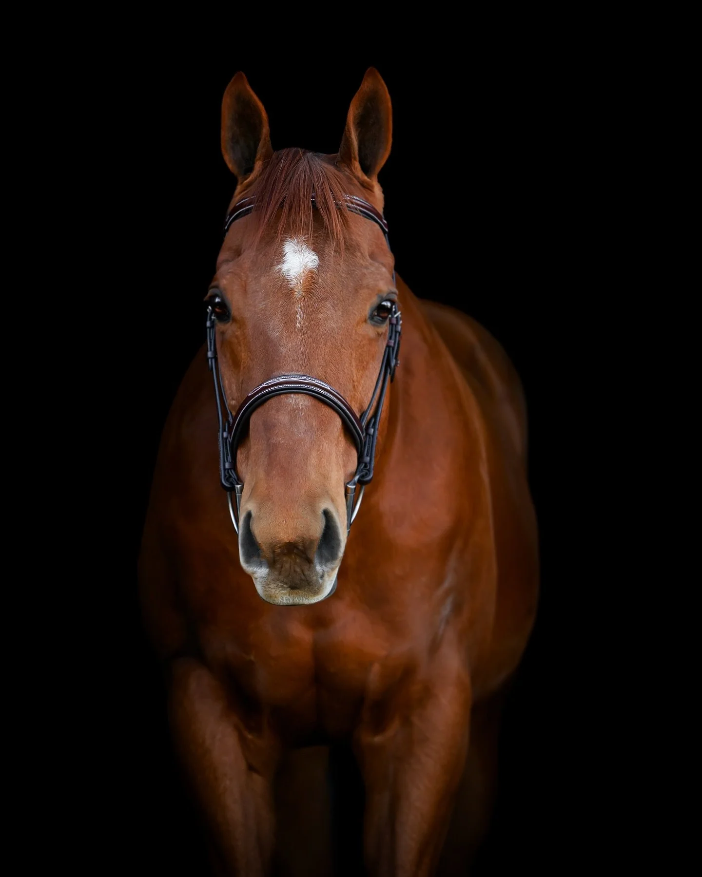 Dublin 🍀 

#equinephotography #equinephotographer #horsesofinsta #chestnuthorse #horsephotography