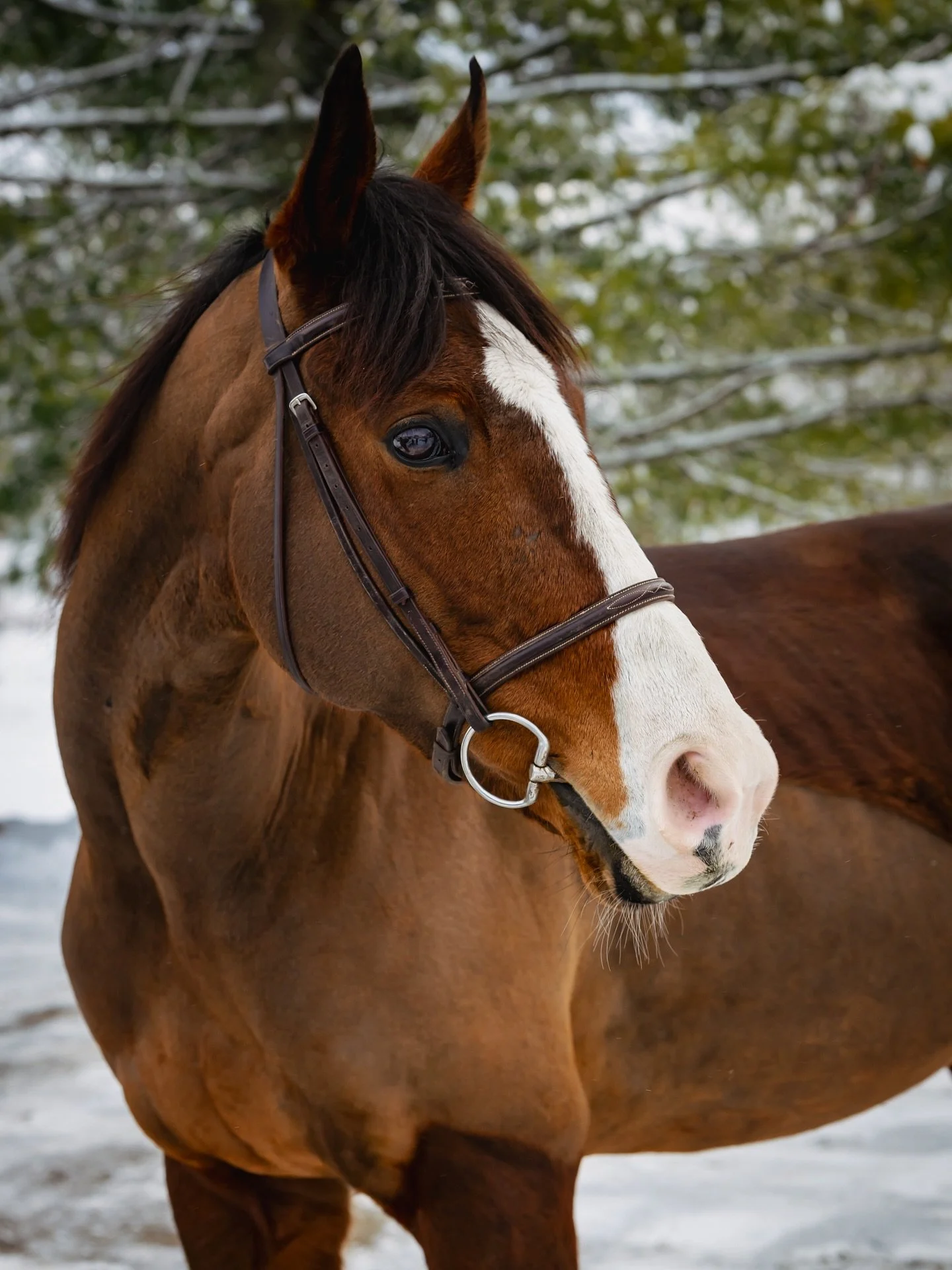 Anna Rocks &ldquo;Anna&rdquo; 💖 

#thoroughbred #ottb #equinephotography #equinephoto #horseofinstagram