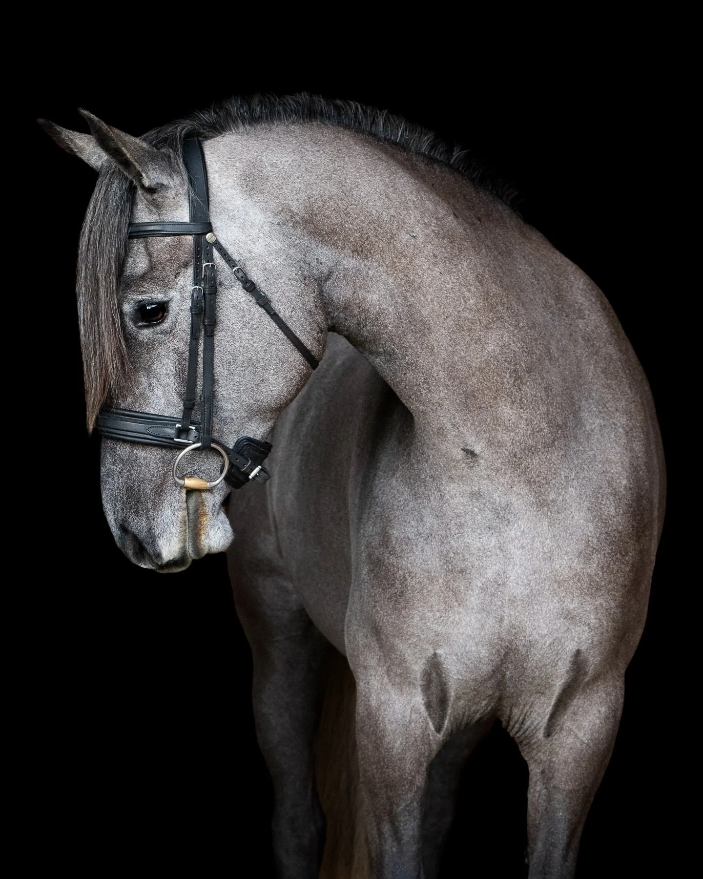 Rocco 🩶😍 

There is nothing quite like the anticipation of a multiple sale horse session, especially when you don&rsquo;t know who&rsquo;s walking out of the barn next. My jaw may have dropped just a little when this stunning guy stepped out for hi