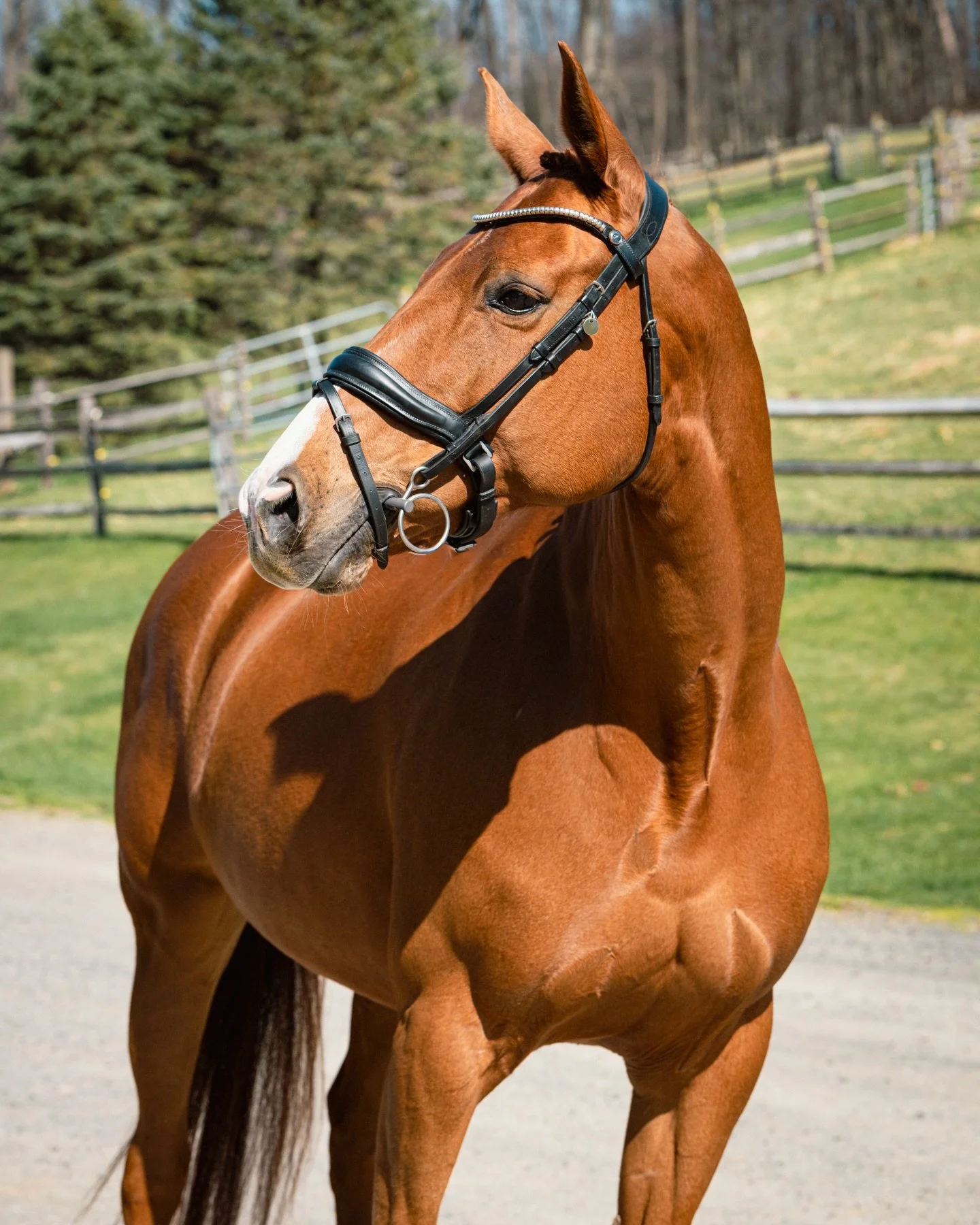 Celestial Bliss 🌙 ✨