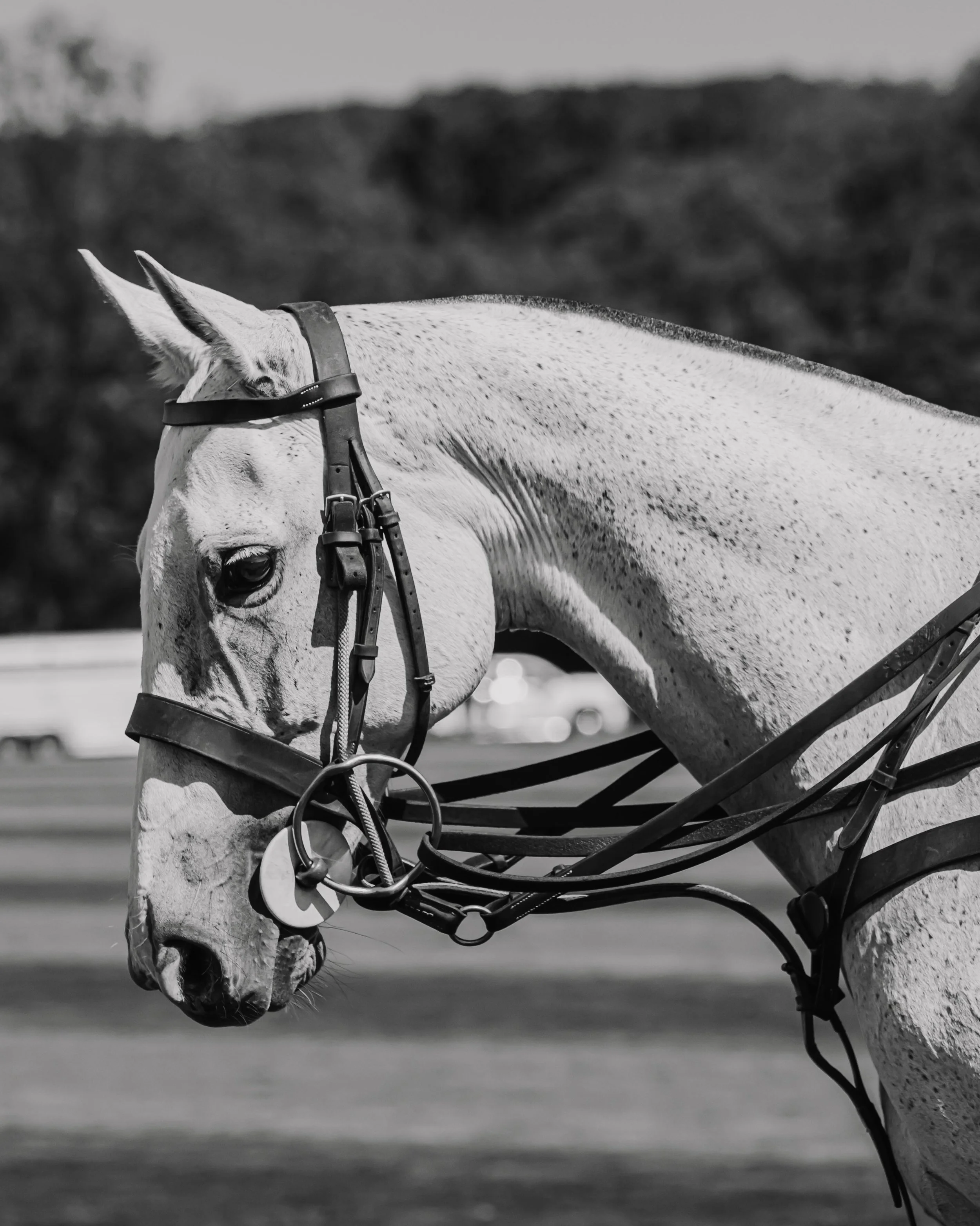 NJPolo_PopeJohn_8.23.25_BW-19.jpg