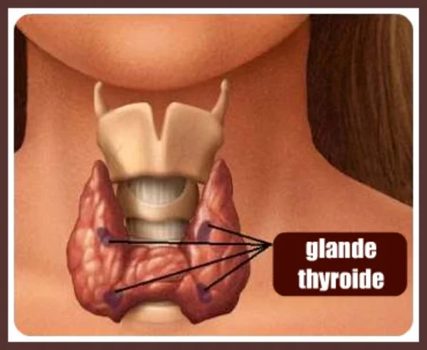 Hypothyroïdie: comment optimiser votre glande thyroïde?