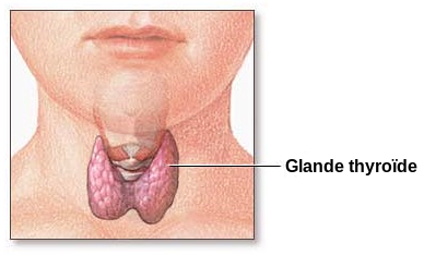 Liens entre le gluten, l'hypo et l'hyperthyroïdie