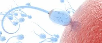 Augmentez votre fertilité par la naturopathie