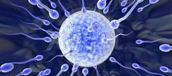 AUGMENTEZ VOTRE FERTILITÉ PAR LA NATUROPATHIE - PARTIE 2