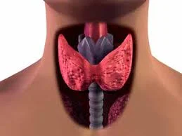 6 stratégies pour aider votre thyroïde