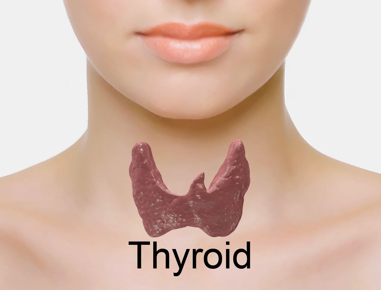 Excès de poids, fatigué, inflammé? Et si c’était votre thyroïde?
