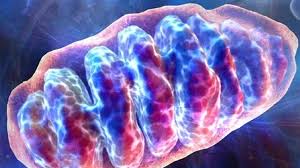 mitochondrie.jpeg