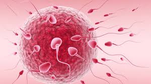 fertilité.jpeg