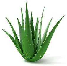 aloe-vera.jpeg
