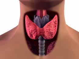 thyroide1.jpeg