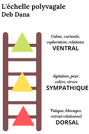 Schéma de l'échelle polyvagale de Deb Dana illustrant les trois états du système nerveux : vagal ventral, sympathique et vagal dorsal.