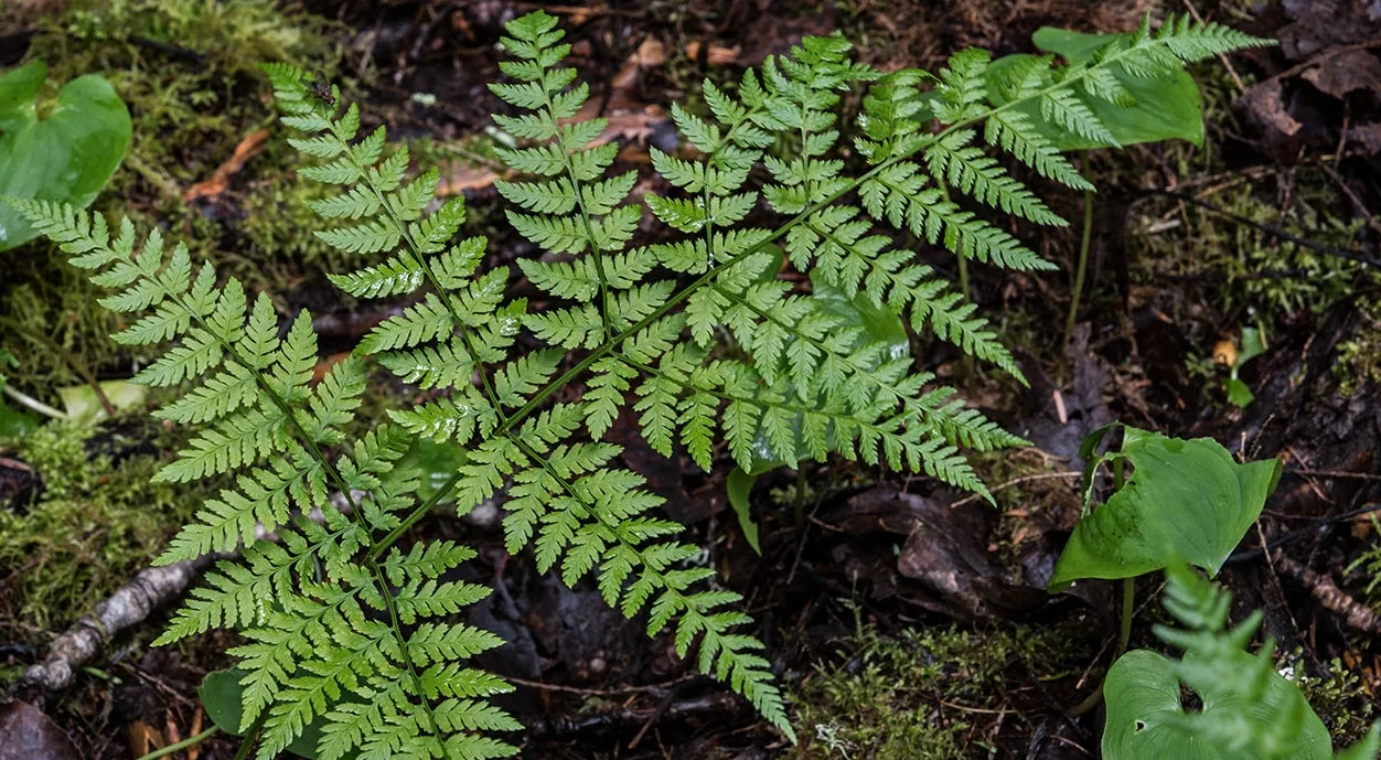 Photo by Richard Droker