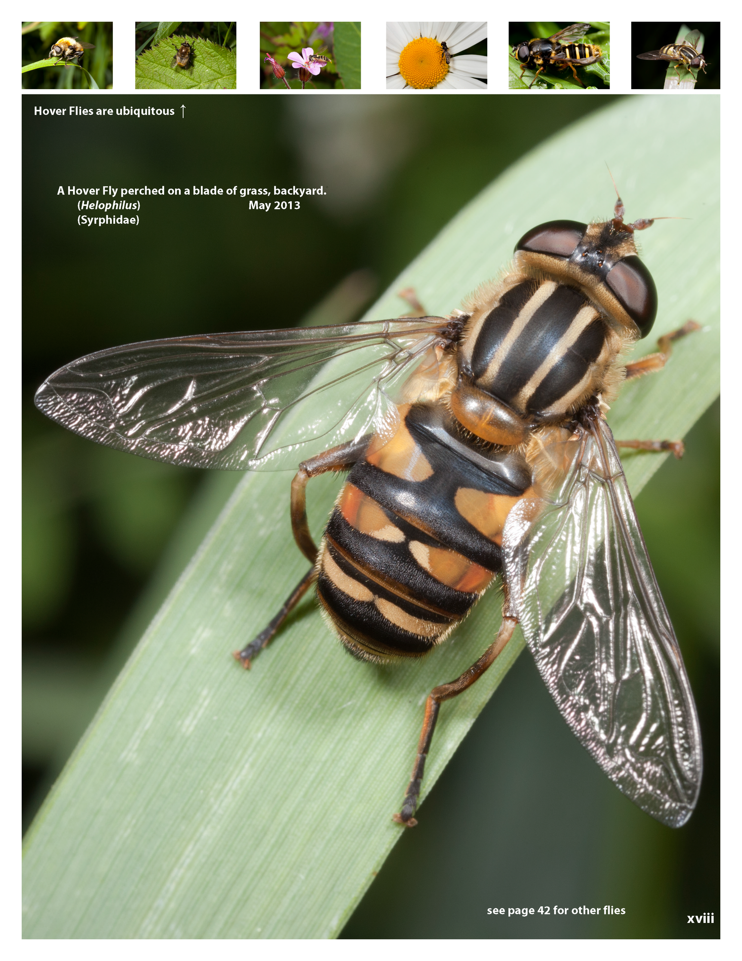 In One Yard: Close to Nature — Wild Blueberry Media LLC