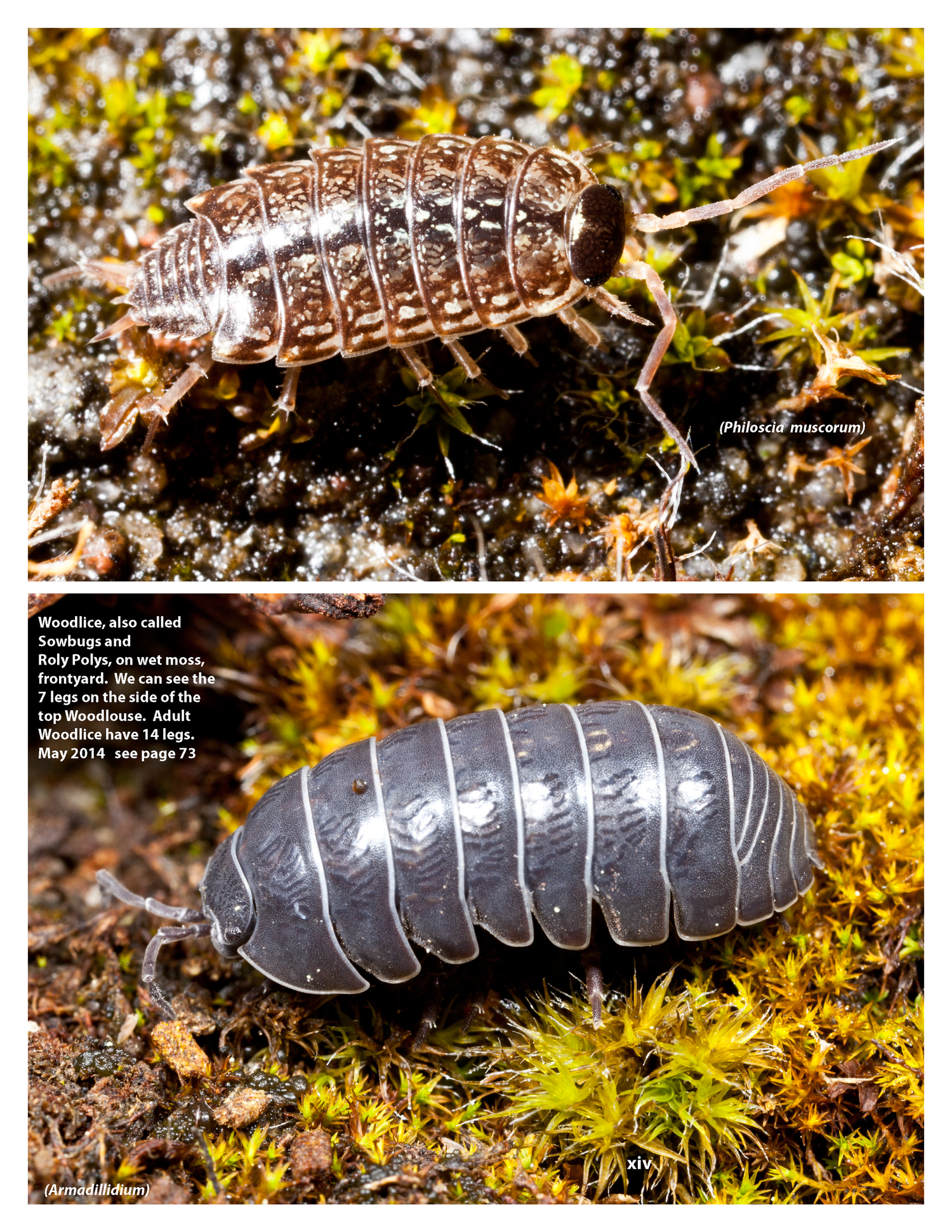 In One Yard: Close to Nature — Wild Blueberry Media LLC