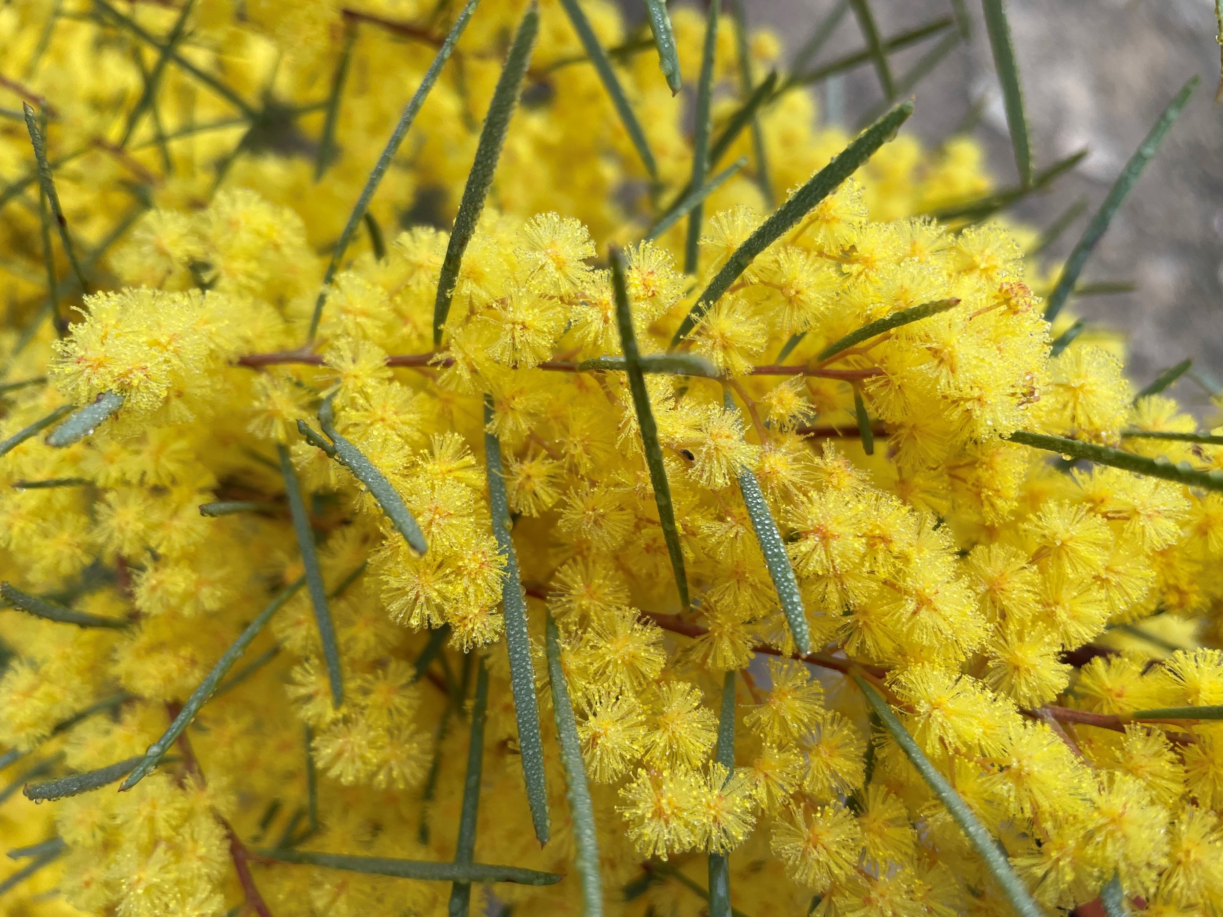 More wattle.jpg